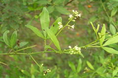 Toddalia asiatica var. gracilis